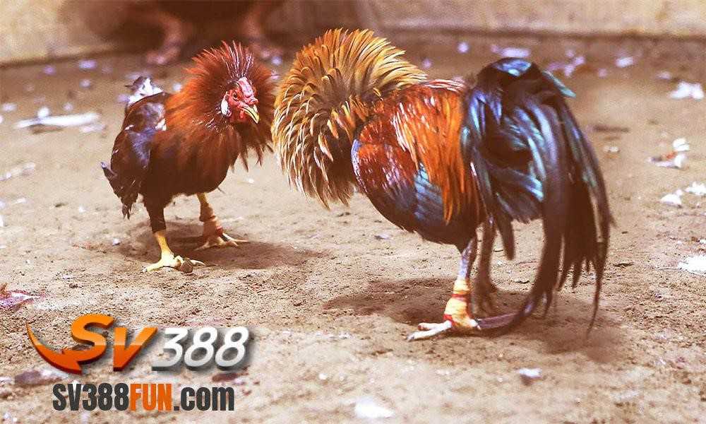 Vn6 mang đến niềm vui chưa từng có: một trò chơi dành cho tất cả mọi người - Vn6